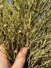Baccharis sarothroides