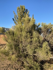Baccharis sarothroides