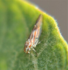 Neocoelidia bilobata