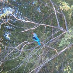 Halcyon senegalensis