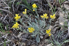 Physaria vitulifera