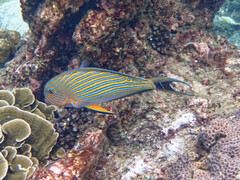 Acanthurus lineatus