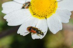 Arthrobrachus nigromaculatus