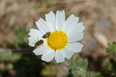 Arthrobrachus nigromaculatus