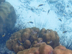 Neopomacentrus sororius