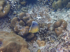 Chaetodon trifasciatus