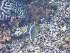 Chaetodon trifasciatus