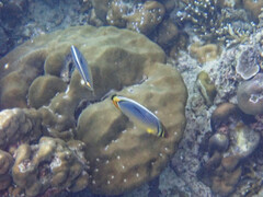 Chaetodon trifasciatus