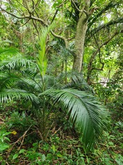 Calamus siphonospathus