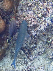 Lethrinidae