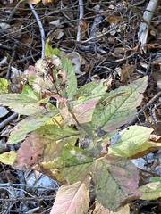 Eurybia