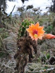 Borzicactus sepium