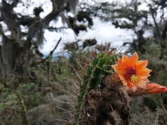 Borzicactus sepium