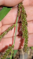 Echinochloa