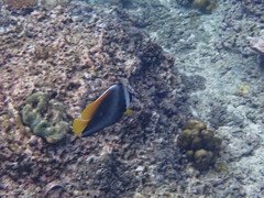Heniochus singularius