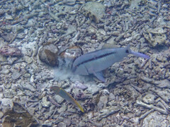 Parupeneus barberinus