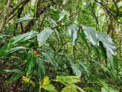 Alpinia flabellata