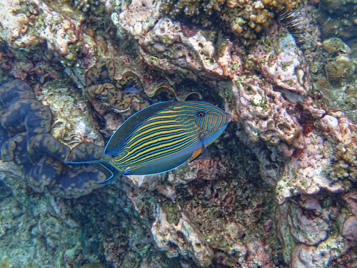 Striped Surgeonfish (Acanthurus lineatus)