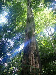 Chimarrhis turbinata