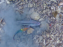 Parupeneus barberinus