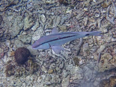 Parupeneus barberinus