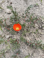 Hypseocharis pimpinellifolia