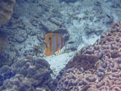 Chelmon rostratus