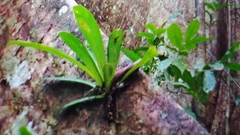 Philodendron linnaei