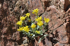 Physaria vitulifera