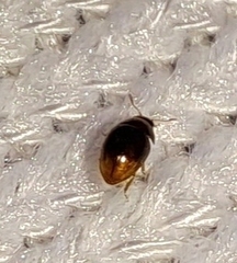 Phalacridae