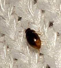 Phalacridae