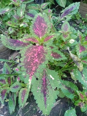 Coleus scutellarioides