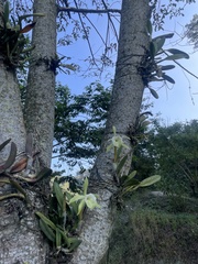 Rhyncholaelia glauca