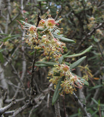 Cercocarpus ledifolius