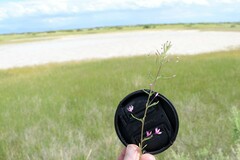 Cleomella multicaulis