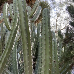 Myrtillocactus geometrizans