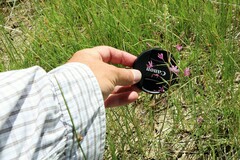 Cleomella multicaulis