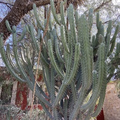 Myrtillocactus geometrizans