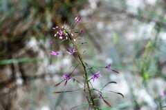 Cleomella multicaulis