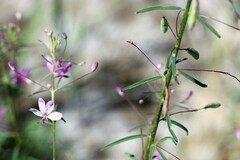 Cleomella multicaulis