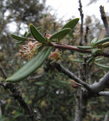 Cercocarpus ledifolius