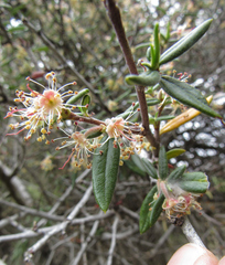 Cercocarpus ledifolius
