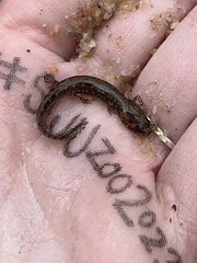 Plethodontidae