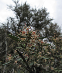 Cercocarpus ledifolius