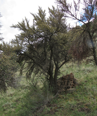 Cercocarpus ledifolius