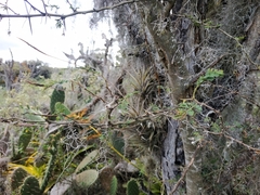 Vachellia macracantha