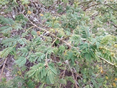 Vachellia macracantha