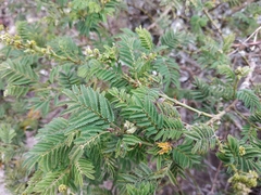 Vachellia macracantha