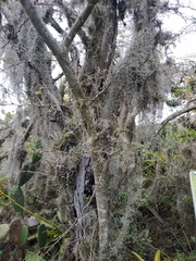 Vachellia macracantha