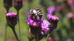 Melissodes denticulatus